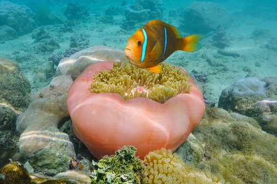 Anemonefish with sea anemone in the ocean (Amphiprion chrysopterus and Heteractis magnifica), south Pacific, French Polynesia