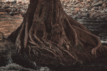 spreading large ancient time tree root