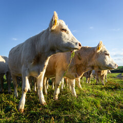Rinder auf einer Wiese.