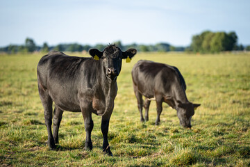 Rinder auf einer Wiese.