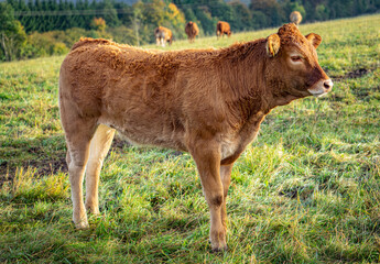 Braune Rinder auf einer Bergwiese.