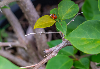 ladybird on leaf