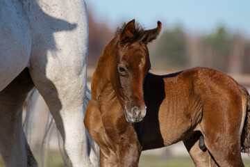 Young pretty arabian horse foal and his mother on summer background, portrait closeup