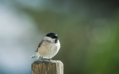 Mésange à tête noire sur un poteau de clôture