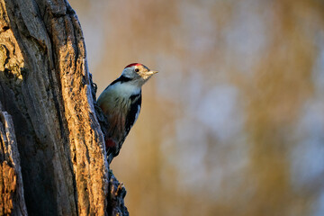 Middle Spotted Woodpecker ( Leiopicus medius) in the wood.