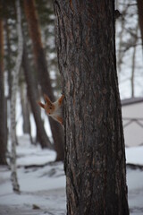 squirrel on the tree