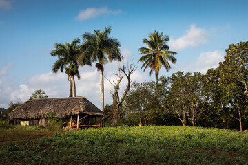 Tabacon field land in Vinales, Cuba 