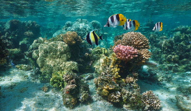 Coral reef with tropical fish in the ocean, shallow underwater seascape, south Pacific, Bora Bora, French Polynesia