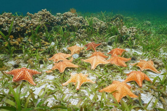 Several starfish underwater in the sea (Cushion sea star, Oreaster reticulatus) with seagrass and coral, Caribbean sea