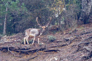 Naklejka na ściany i meble Sick fallow deer in its natural habitat