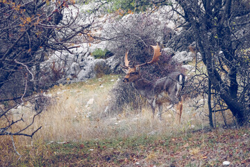 Obraz na płótnie Canvas Fallow deer in its natural habitat