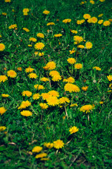 Obraz premium Spring landscape. Meadow of green grass and yellow dandelions