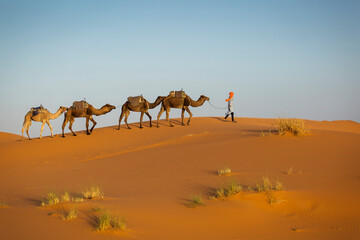 Camels caravan in the dessert of Sahara with beautiful dunes in background. Morocco