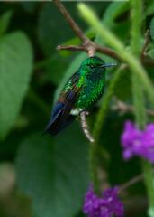 Blue-Vented Hummingbird