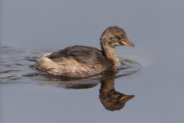 Little grebe with reflection swims in Lake Neuchâtel, Switzerland.