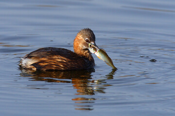 Little Grebe (Tachybaptus ruficollis) catched a fish in Lake Neuchâtel, Switzerland.