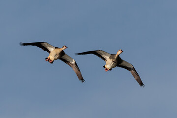 Egyptian goose (Alopochen aegyptiaca). Birds in its natural environment.