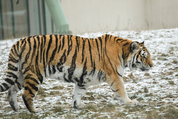 tiger in the zoo - obrazy, fototapety, plakaty