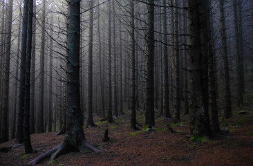 trees in the forest