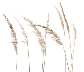 Dry yellow common bulrush reeds isolated on white background and texture, clipping path