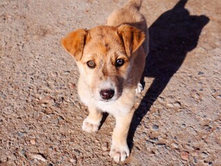 カメラを見つめるかわいい耳が垂れている雑種の子犬