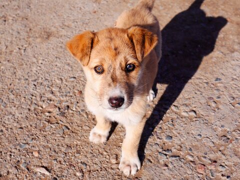 雑種犬 Images Browse 165 Stock Photos Vectors And Video Adobe Stock