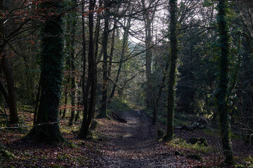 Green fields and forest in a sunny day (England, Berkshire)