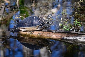 Florida Cooter - Pseudemys floridana - sunning on log in Big Cypress National Preserve, Florida