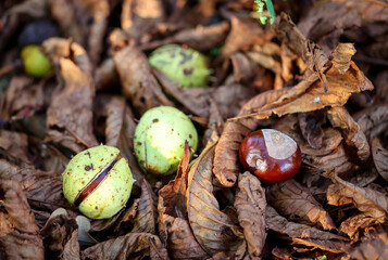 Mehrere Kastanien liegen zwischen braunen Kastanienblätter.
