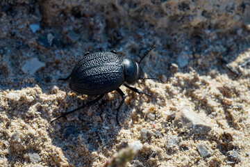 Ein dicker runder schwarzer Käfer im Sand. Nahaufnahme eines kleinen Käfers.
