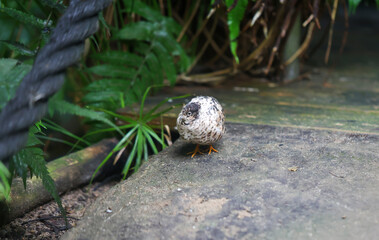 Nahaufnahme, Portrait einer Zwergwachtel, eine Art der Fasanenartigen (Phasianidae)
