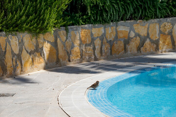 Aufnahme eines Sperling am Pool. Sperlinge sind freche und lustige Vögel.
