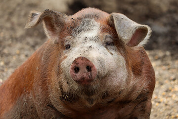 Large, healthy, Hereford heritage breed pig. Barrow, red and white. - obrazy, fototapety, plakaty