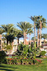 Fototapeta premium Large palm trees on the hotel alley on a warm sunny day. Rest by the sea. Egypt.