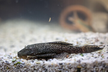 Antennenwelse im Aquarium. Weibchen haben keine Antennen, Männchen haben Antennen.
