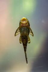 Antennenwelse im Aquarium. Weibchen haben keine Antennen, Männchen haben Antennen.
