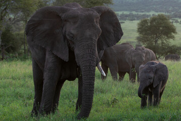 Old and young elephant