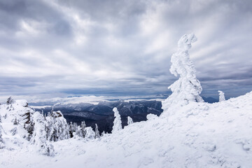 Fototapeta na wymiar Beautiful landscape of winter seasons with firs full of snow. Mount Ciucas in Romania.