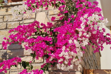 Bougainvillea in Greece