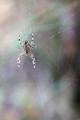 Eine Kreuzspinne in ihrem Netz. Portrait einer Gartenkreuzspinne.

