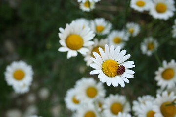 Obraz premium daisies in a garden