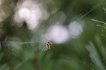 Eine Kreuzspinne in ihrem Netz. Portrait einer Gartenkreuzspinne.
