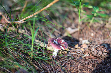 Nahaufnahme eines Pilz im Wald. Pilze sind teilweise giftig und teilweise essbar.
