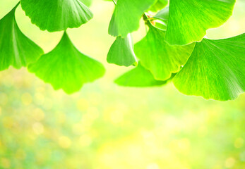 Fototapeta na wymiar 銀杏（イチョウ）の葉 のフレーム