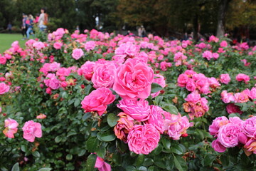 Fototapeta premium Jardins, Gardening, Flowers, Rose Garden, Bees, pink