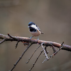 Coal tit