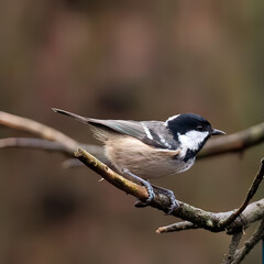 Coal tit