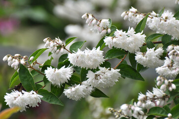 Deutzia blooms in nature