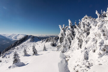 Beautiful landscape in winter season with snow on firs. Ciucas Mountain, Romania