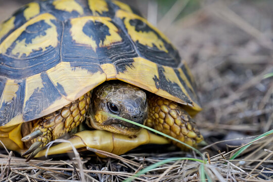 Aufnahme einer griechischen Landschildk&ouml;te in freier Natur.